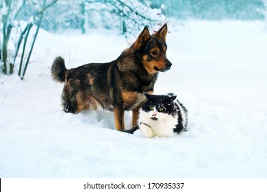 Cat And Dog Walking In The Snow