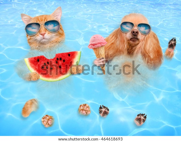 Suchen Sie Nach Katze Und Hund Mit Sonnenbrille Entspannen Stockbildern In Hd Und Millionen Weiteren Lizenzfreien Stockfotos Illustrationen Und Vektorgrafiken In Der Shutterstock Kollektion Jeden Tag Werden Tausende Neue Hochwertige Bilder