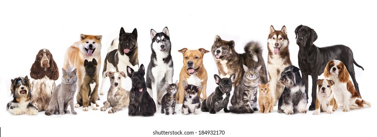 Cat And Dog,Group Of Dogs And Cats  Sitting In Front Of A White Background 