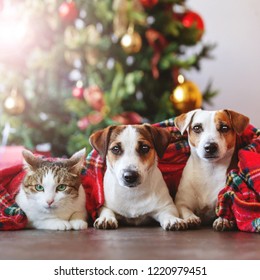 Cat And Dogs Under A Christmas Tree. Pets Under Plaid