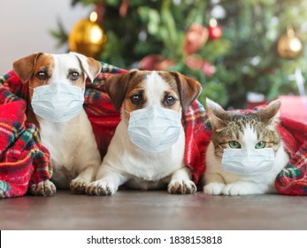 Cat And Dogs Under A Christmas Tree. Pets Under Plaid In Mask. Coronavirus Covid 19