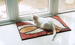 Cat (Domestic White Cat) Sits On The Colorful Mat And Looks Out The Glass Door. Summer Weather Outside. 