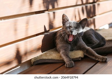 Cat domestic yawns. Grey cat lying bench.