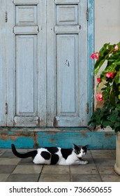 Cat with the door background.