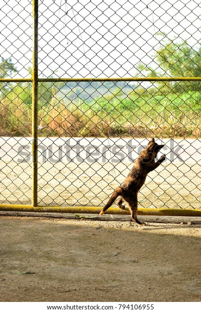 Cat Door Wall Made By Metal Stock Photo Edit Now 794106955
