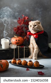 Cat In Dracula Vampire Carnival Costume With Pumpkins, Cake Pops Treats And Candles On The Background. Halloween Concept. Greeting Card, Invitation, Banner