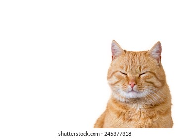  Cat Dreaming,closed Eyes  Isolated On White Background.