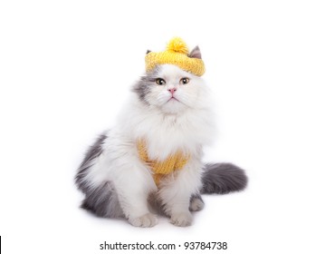 Cat On Dress High Res Stock Images  Shutterstock