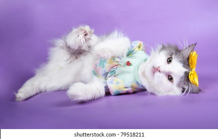 Cat In A Dress On A Violet Background