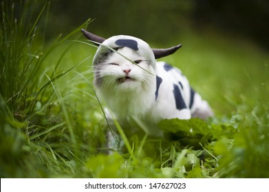 Cow Cat Images Stock Photos Vectors Shutterstock