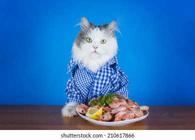 Cat Dressed Eat Shrimp 