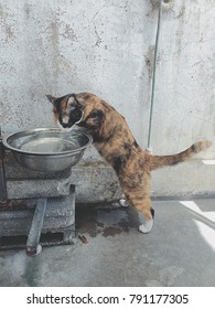 Cat Drink Water