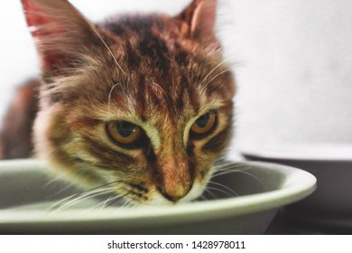  Cat Drink A Water On The Bowl                              