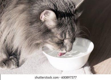 Cat Is Drinking
