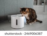 Cat drinking from automatic water dispenser. Modern smart drinker for pet. Drinking fountain with replaceable filter, water quantity indicator, filter replacement at home. Prevention of urolithiasis.