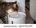 Cat drinking from automatic water dispenser. Modern smart drinker for pet. Drinking fountain with replaceable filter, water quantity indicator, filter replacement at home. Prevention of urolithiasis.