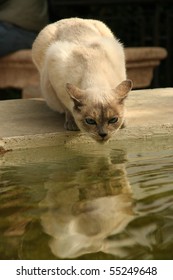 Cat Drinking From A Fountain