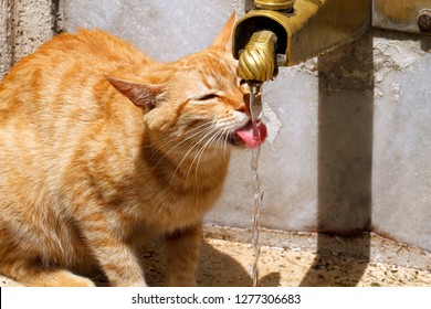 Cat Drinking From The Fountain Of Water
