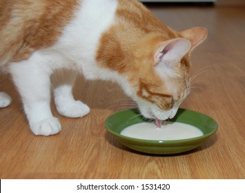 Cat Drinking Milk