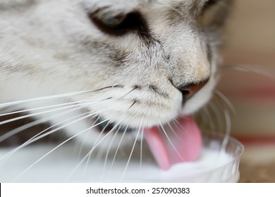 Cat Drinking Milk