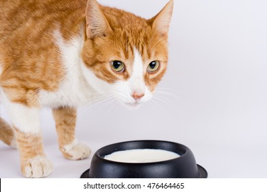 Cat Drinking Milk