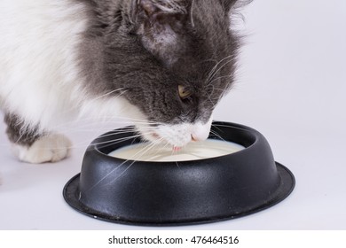 Cat Drinking Milk