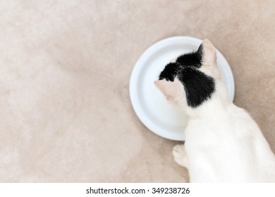 Cat Drinking Milk From Bowl. View From Above.