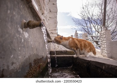 Cat Drinking On A Fountain