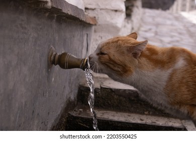 Cat Drinking On A Fountain