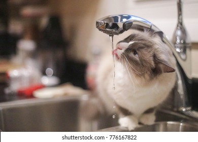Cat Drinking From The Sink