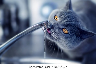 Cat Drinking Tap Water