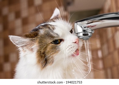 Cat Drinking Water