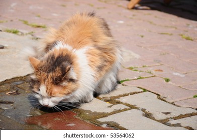 cat is drinking water - Powered by Shutterstock