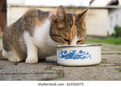 Cat Drinking Water