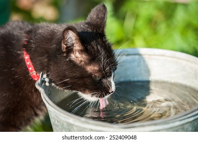 96,239 Cat In Water Images, Stock Photos & Vectors 