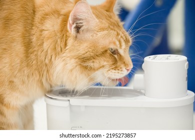 Cat Drinking Water From A Water Fountain