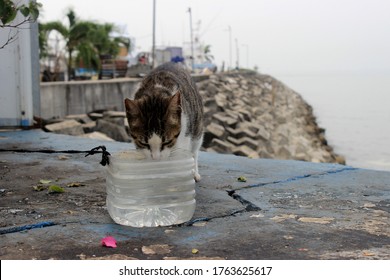 Cat Drinking Water In A Plastic Bottle And Sitting On The Pier