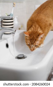 Cat Drinking Water From Sink Faucet. Thirsty Ginger Cat At Home Bathroom