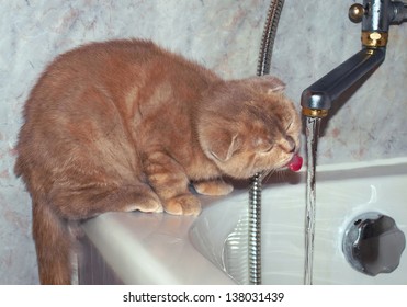 Cat Drinking Water From The Tap