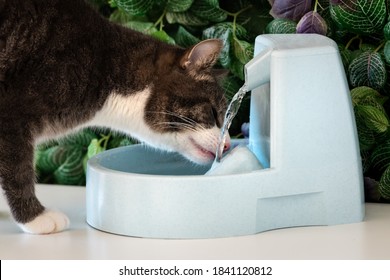 Cat Drinks Clean Water From Water Dispenser. Cat Water Fountain. Pet Thirst. Dehydration In A Cat.