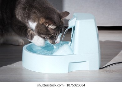 Cat Drinks Clean Water From Water Dispenser. Cat Water Fountain. Pet Thirst. Dehydration In A Cat.