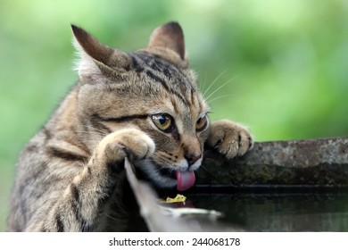 Cat Drinks Water