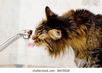 Cat Drinks Water From Faucet