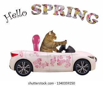 The Cat Drives A Car Painted With Beautiful Pink Flowers. Hello Spring. White Background. Isolated.