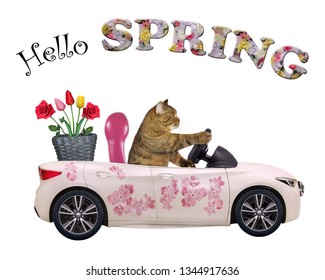 The Cat Drives A Car Painted With Beautiful Pink Flowers With A Basket Of Roses And Tulips. Hello Spring.