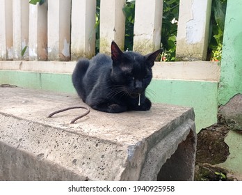 The Cat Is Drooling With Casually