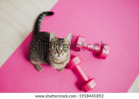 Cat during home workouts. Exercise with the use of dumbbells. Cat sitting near dumbbells.