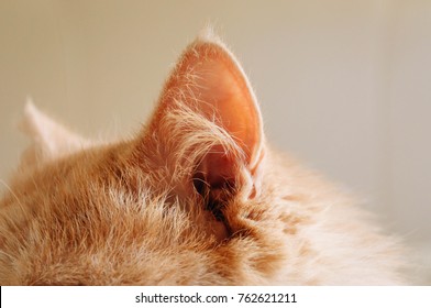 cat ear, cat , ear