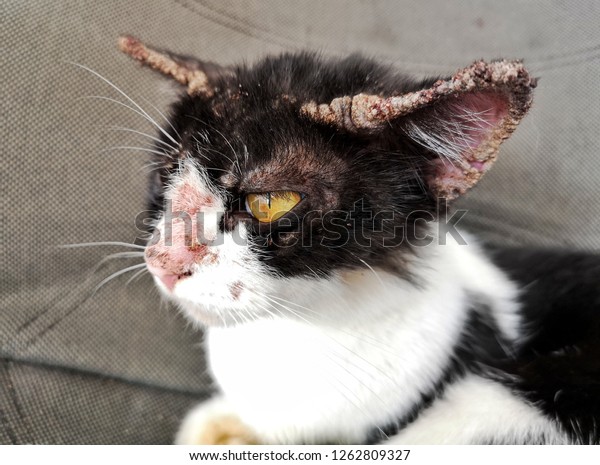 cat ear infection images