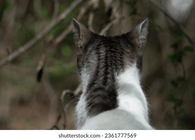 Cat ears from behind, horizontal image